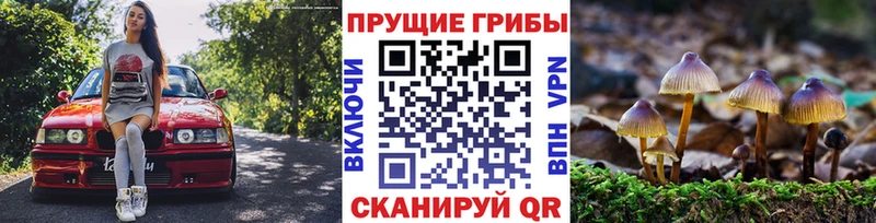 как найти закладки  Рубцовск  кракен рабочий сайт  Галлюциногенные грибы Psilocybine cubensis 